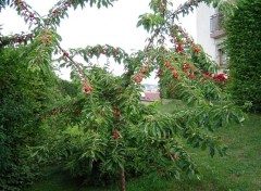 Fonds d'cran Nature Cerisier