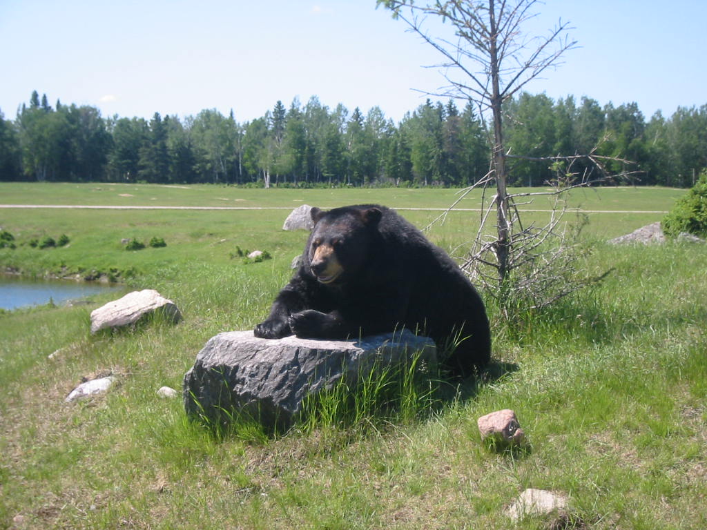 Fonds d'cran Animaux Ours Ours noir au Qubec