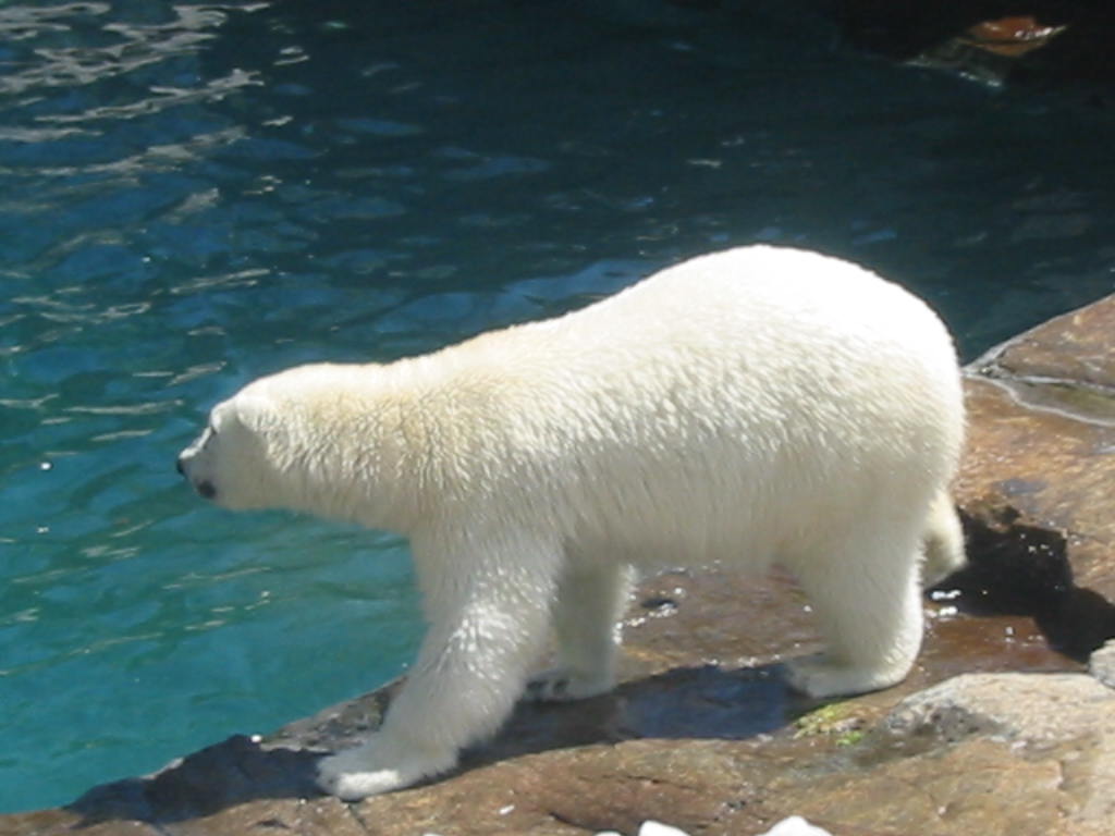 Fonds d'cran Animaux Ours Ours blanc au Qubec