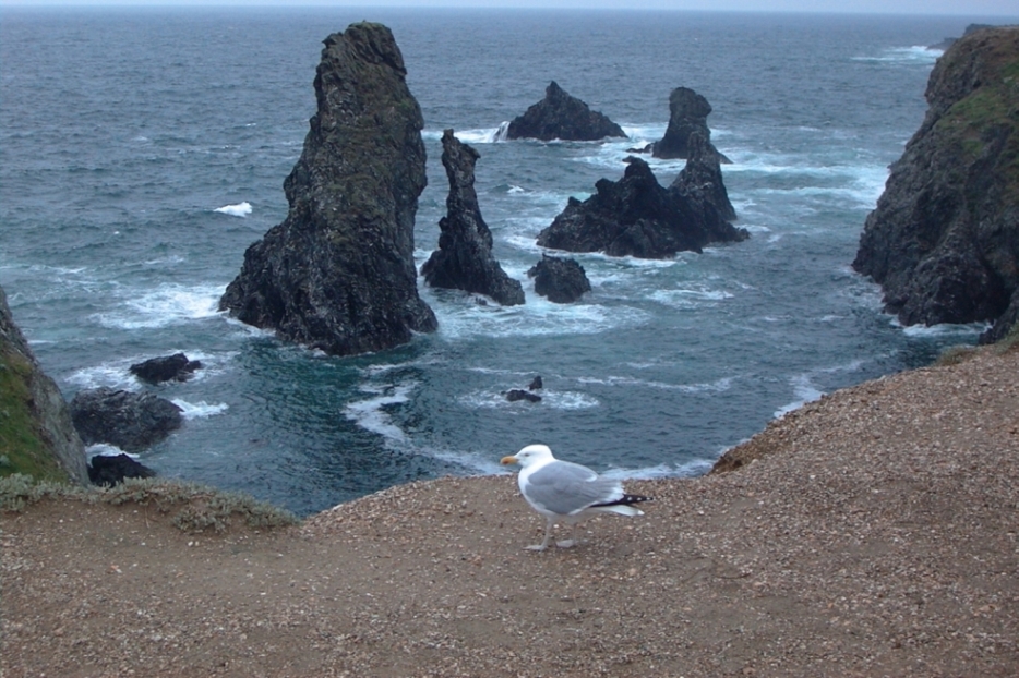 Wallpapers Trips : Europ France > Bretagne mouette