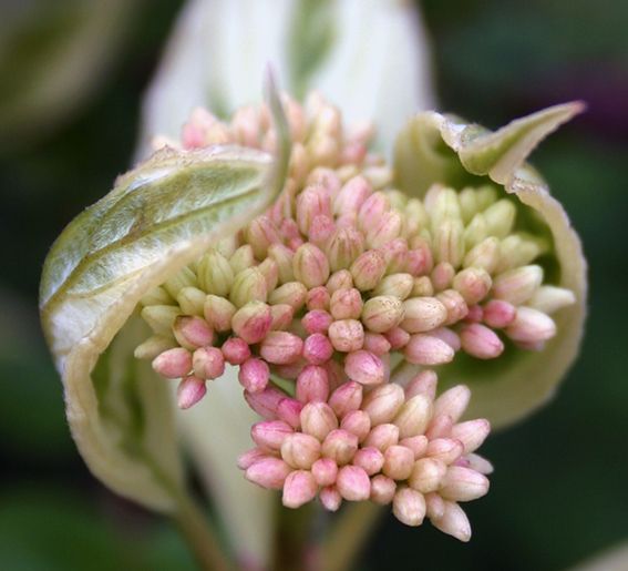 Fonds d'cran Nature Fleurs Boutons des fleurs de Cornouiller variegata blanda