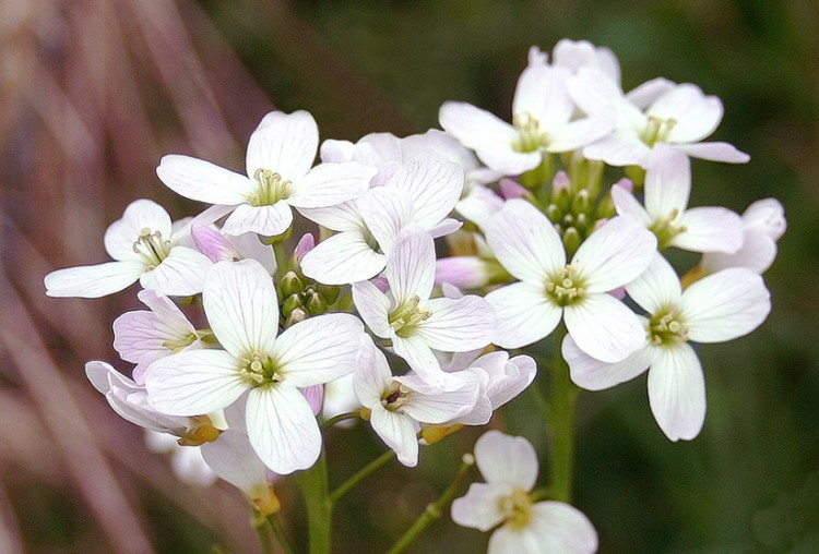 Wallpapers Nature Flowers Cardamine des prs