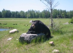 Fonds d'cran Animaux Ours noir au Qubec