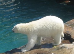 Fonds d'cran Animaux Ours blanc au Qubec