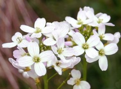 Wallpapers Nature Cardamine des prs