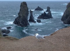 Wallpapers Trips : Europ mouette