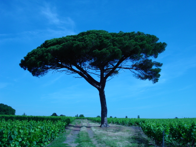 Wallpapers Nature Trees - Forests Pin parasol