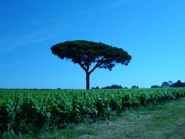 Wallpapers Nature Trees - Forests Pin parasol