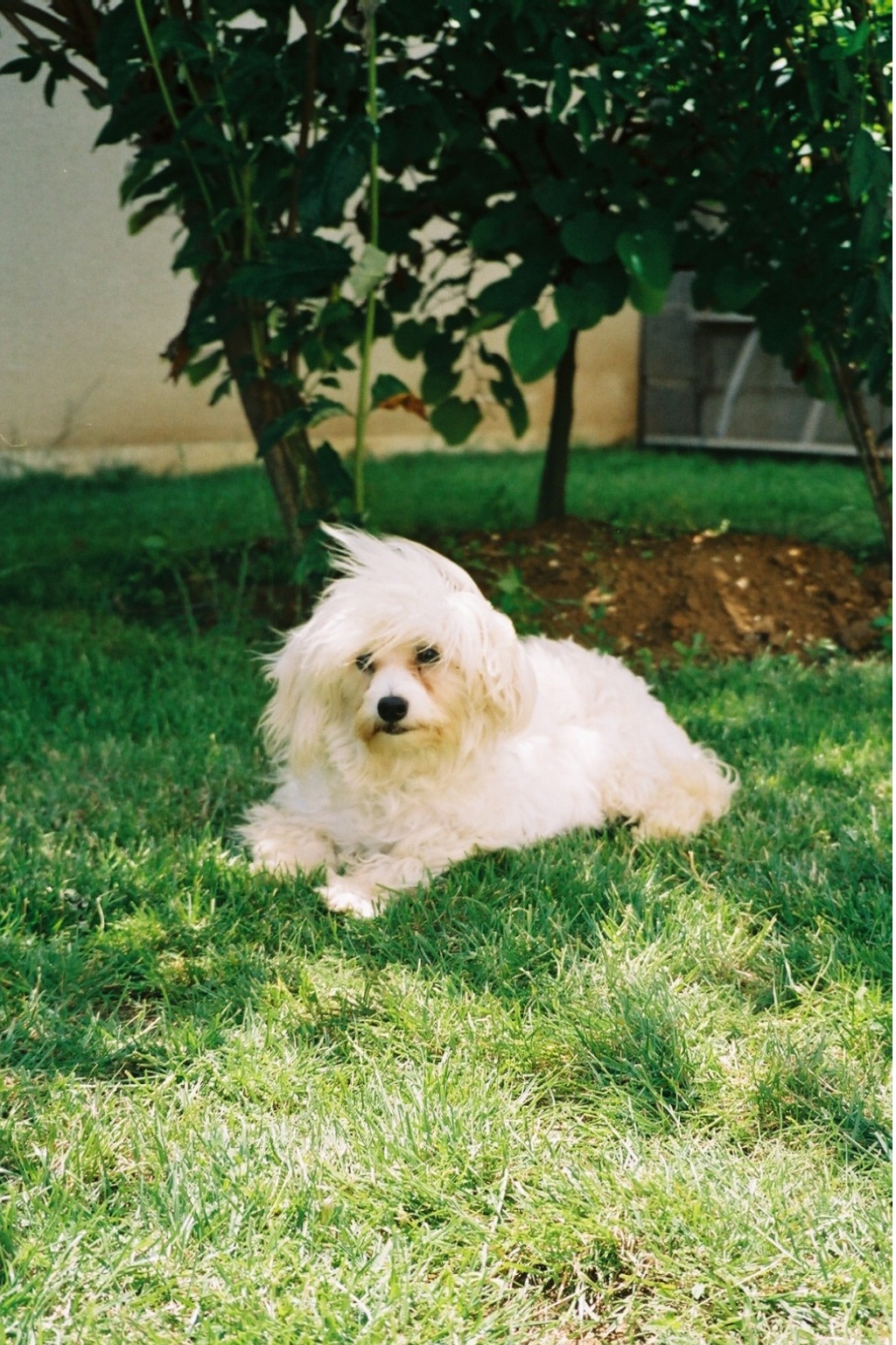 Fonds d'cran Animaux Chiens b goss