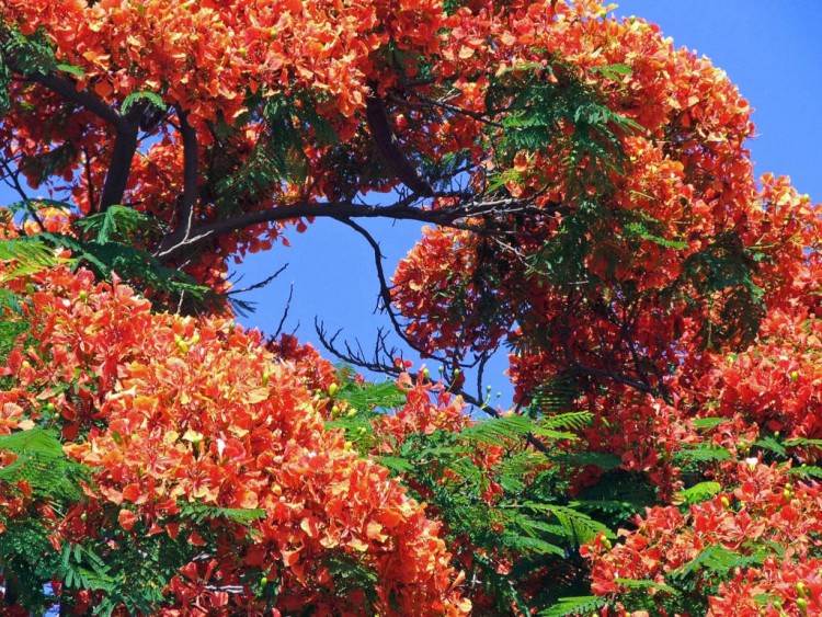 Wallpapers Nature Flowers Ile de Chypre : Limassol