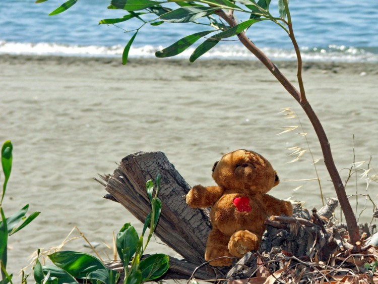 Fonds d'cran Objets Peluches Ile de Chypre : Petit ours  la plage...