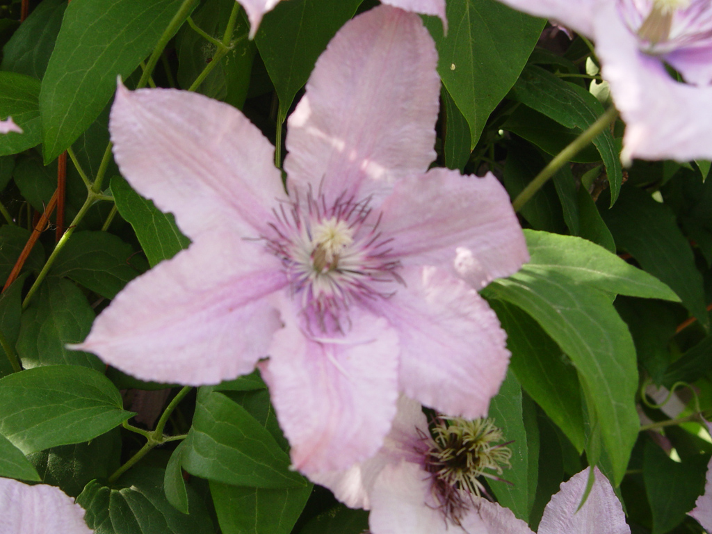 Fonds d'cran Nature Fleurs 