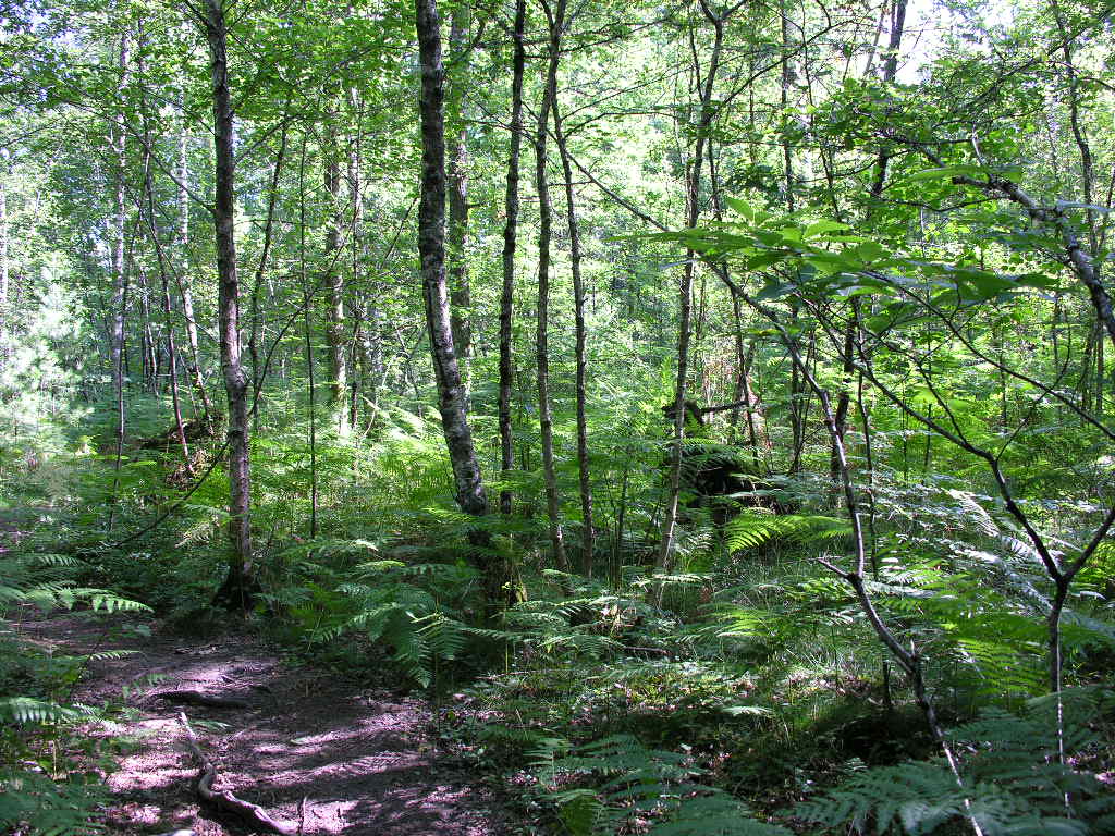 Fonds d'cran Nature Arbres - Forts Oxygnation totale