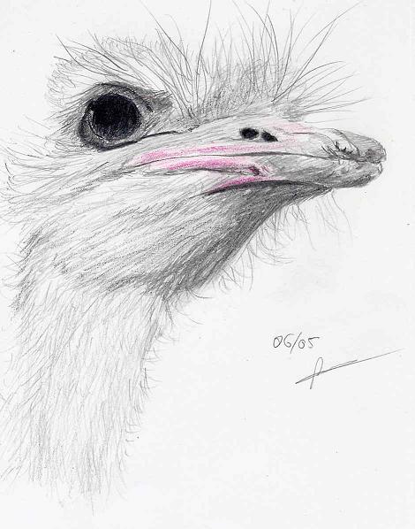 Wallpapers Art - Pencil Animals - Birds - Raptors Sans titre