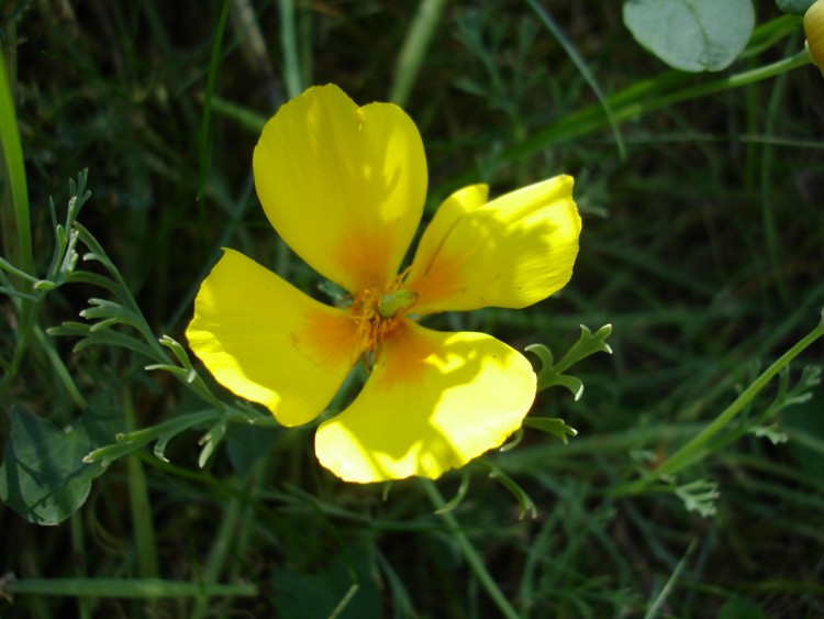 Fonds d'cran Nature Fleurs Fleurs de jardin 4