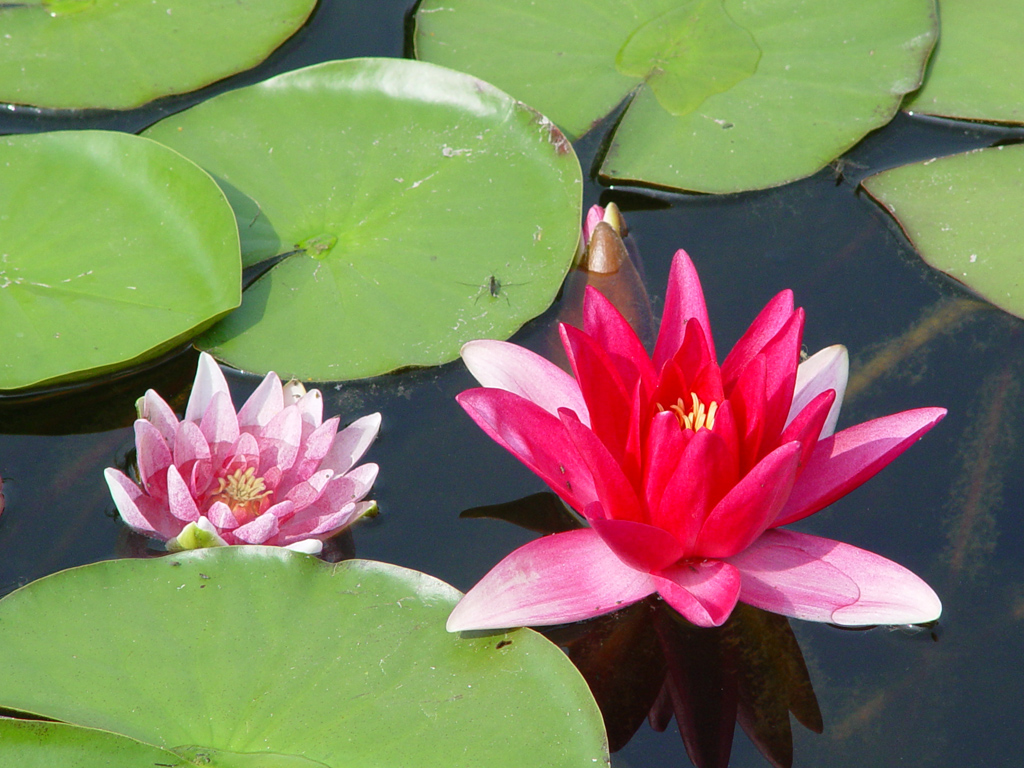 Fonds d'cran Nature Fleurs 