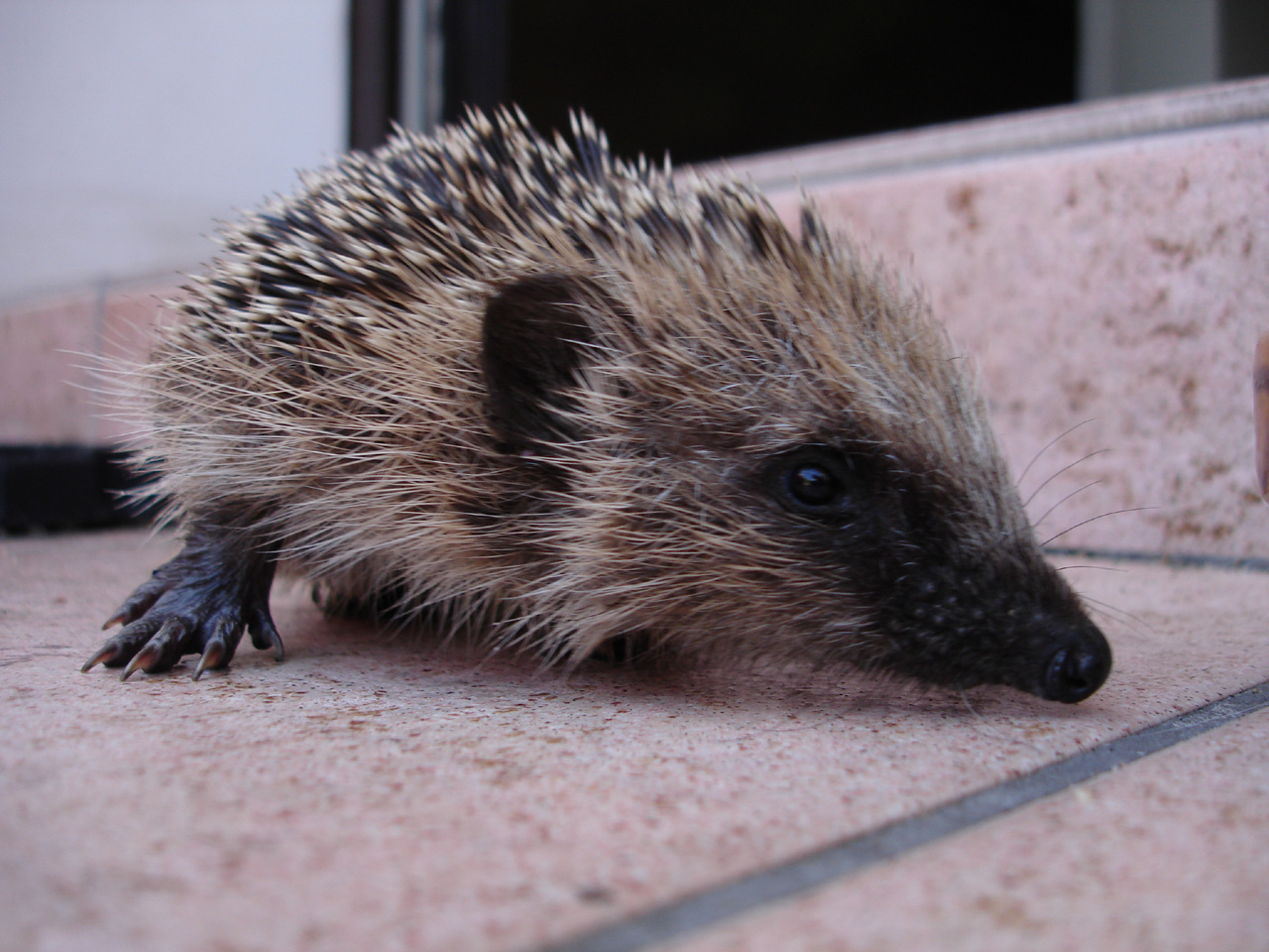 Fonds d'cran Animaux Hrissons petit herisson