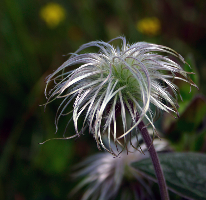 Wallpapers Nature Flowers Graines de clmatite herbace