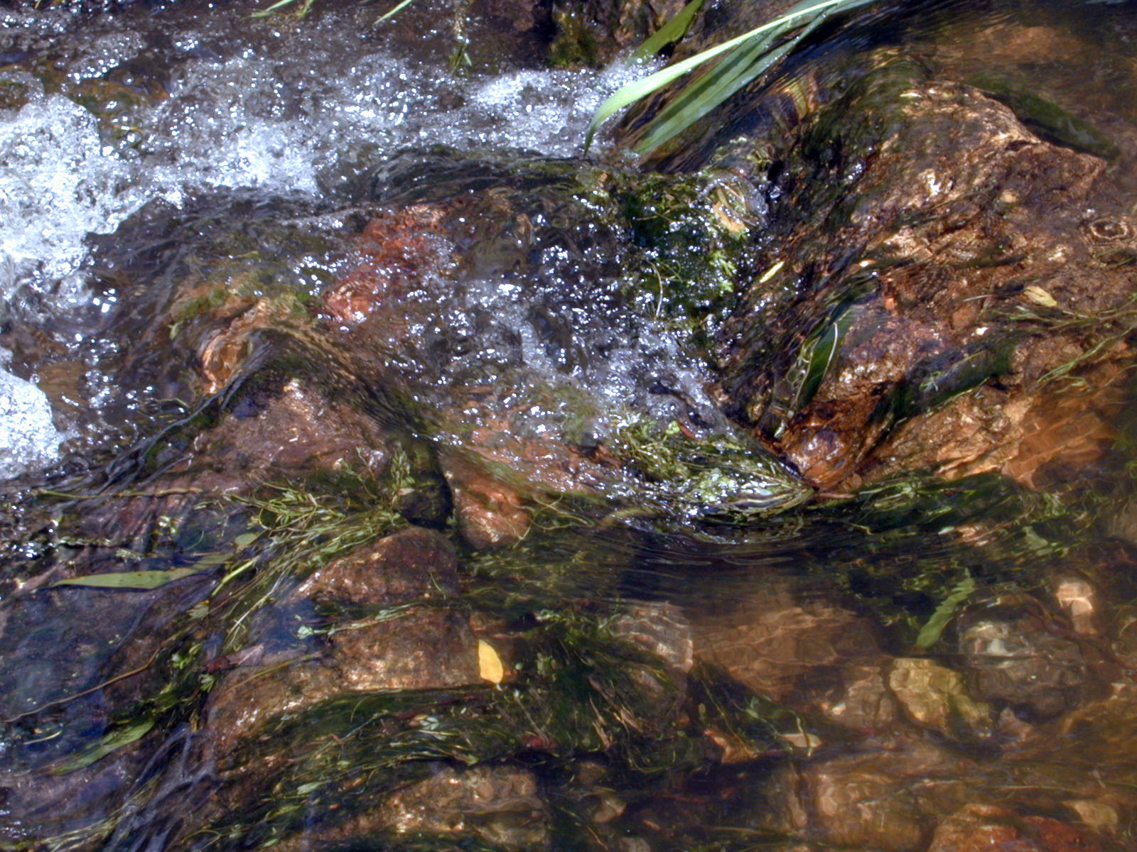 Wallpapers Nature Water - Reflection Reflets