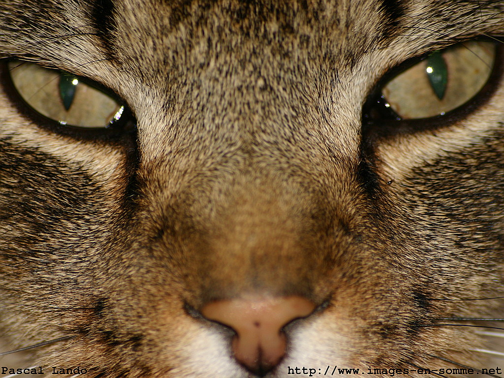 Wallpapers Animals Cats - Kittens Eyes of the tiger