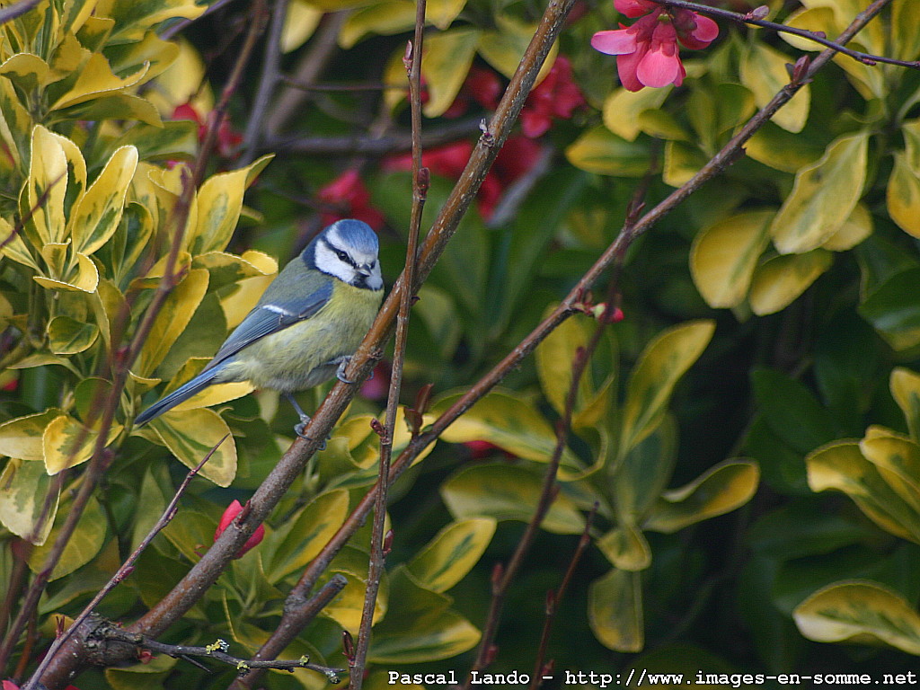 Fonds d'cran Animaux Oiseaux - Msanges Msange bleue