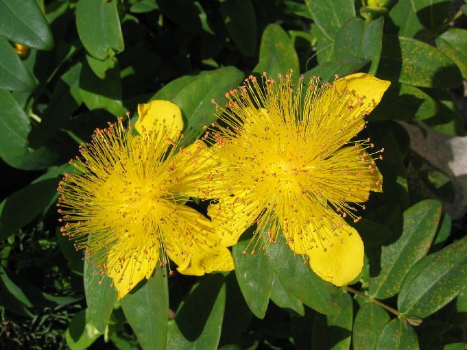 Fonds d'cran Nature Fleurs Une belle couleur jaune