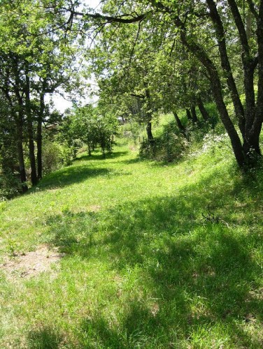 Wallpapers Nature Trees - Forests Beaut de l'herbe frache  Coursegoules