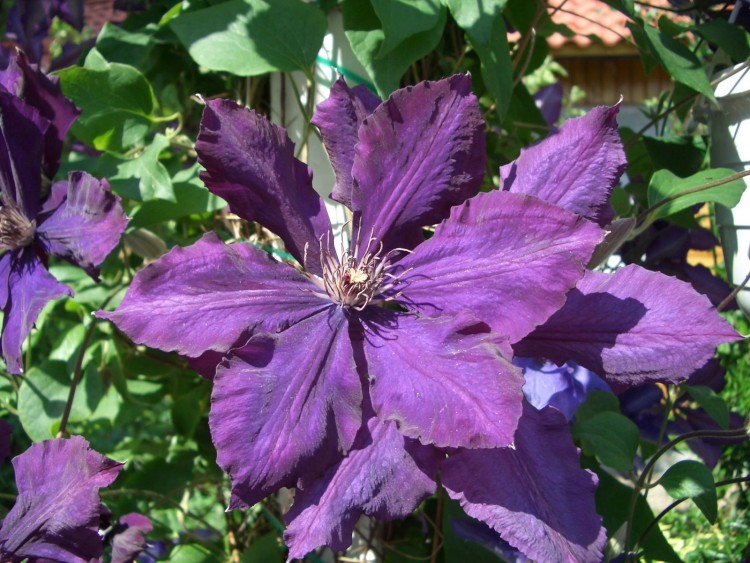 Fonds d'cran Nature Fleurs Pour Gavroche