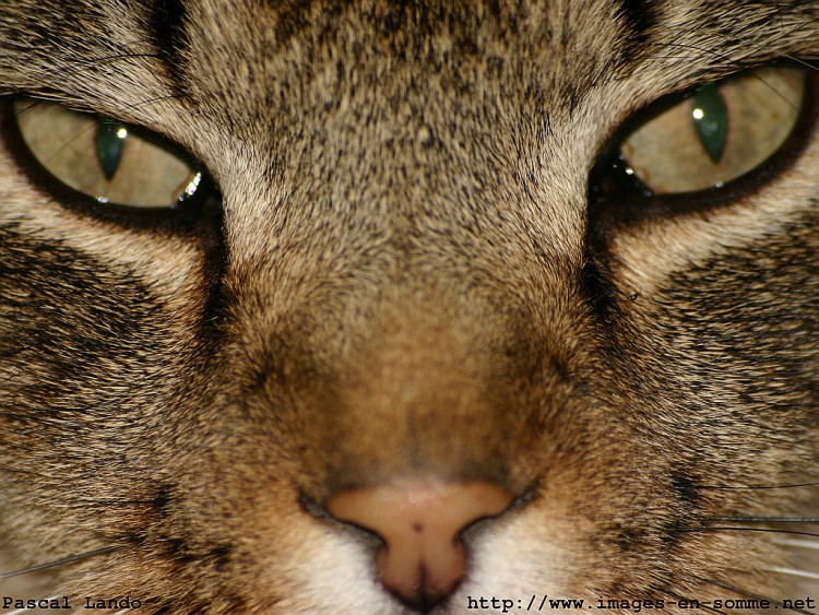 Wallpapers Animals Cats - Kittens Eyes of the tiger