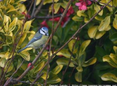 Wallpapers Animals Msange bleue