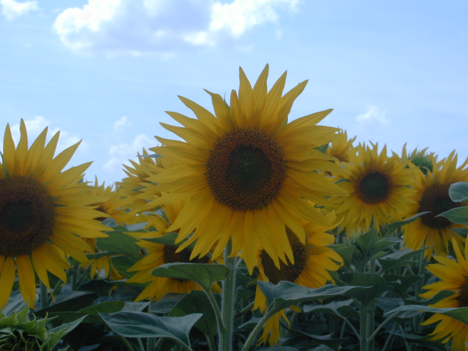 Wallpapers Nature Flowers Tournesols