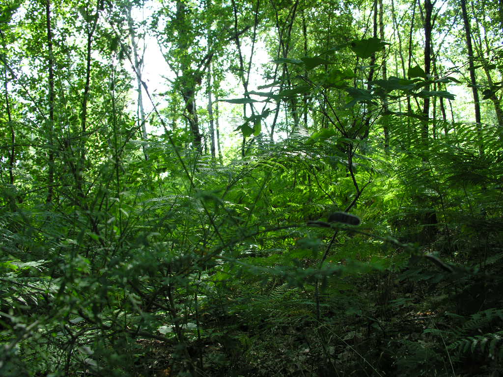 Fonds d'cran Nature Arbres - Forts Sous bois