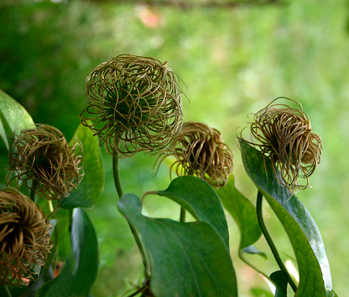 Wallpapers Nature Flowers Petites ttes de fleurs tendus vers l'avenir...