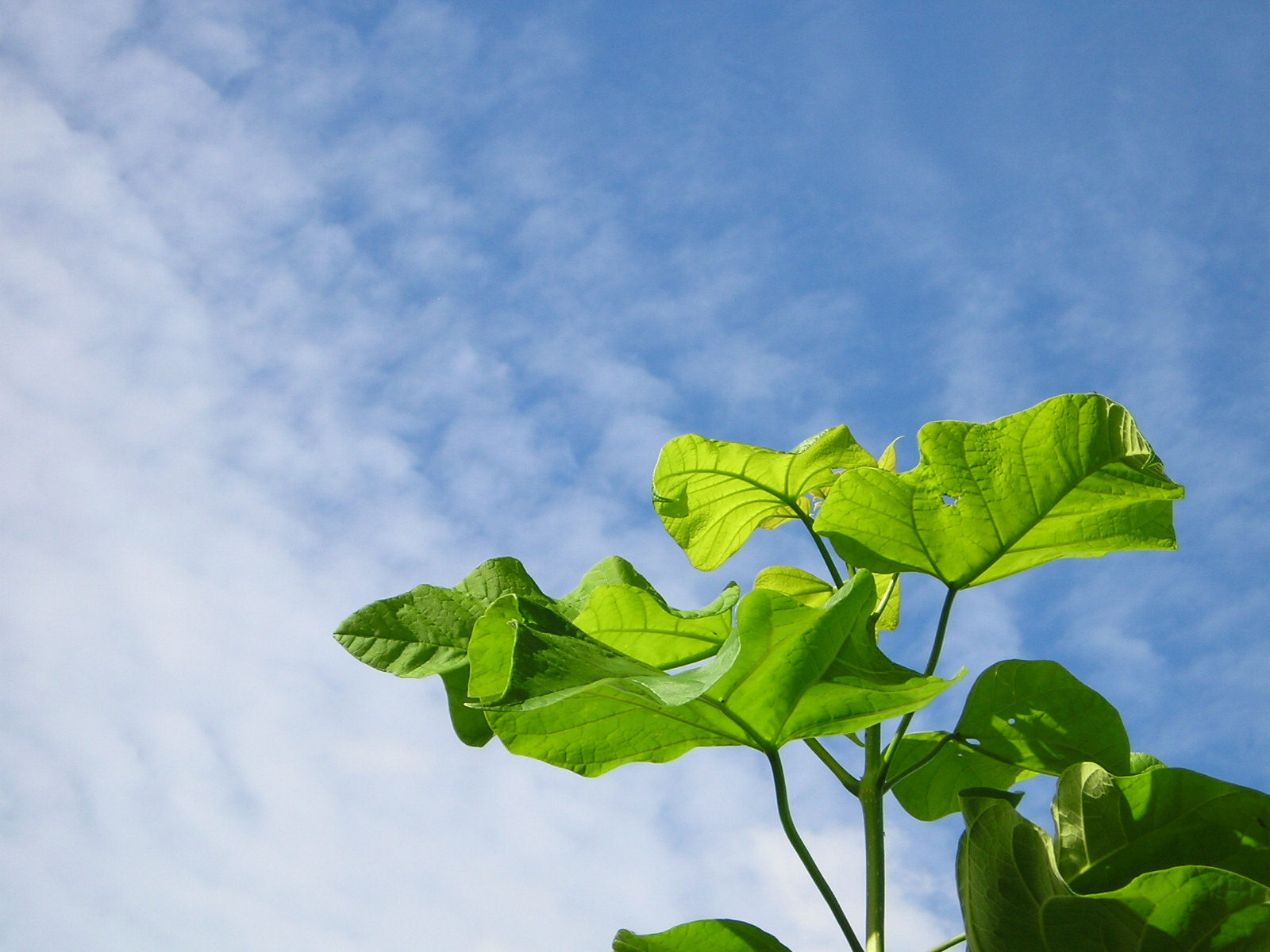 Wallpapers Nature Skies - Clouds feuilles de catalpa