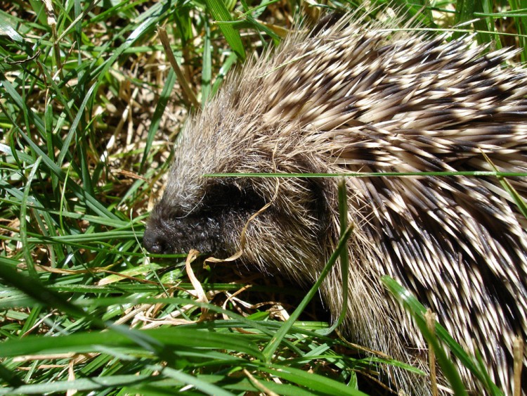 Fonds d'cran Animaux Hrissons petit herisson 3