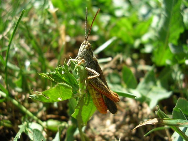 Wallpapers Animals Insects - Grasshoppers and Locusts sauterelle gros plan