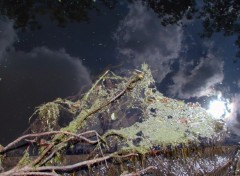 Fonds d'cran Nature Reflets