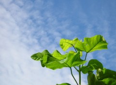 Wallpapers Nature feuilles de catalpa