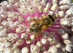 Fonds d'cran Animaux abeille