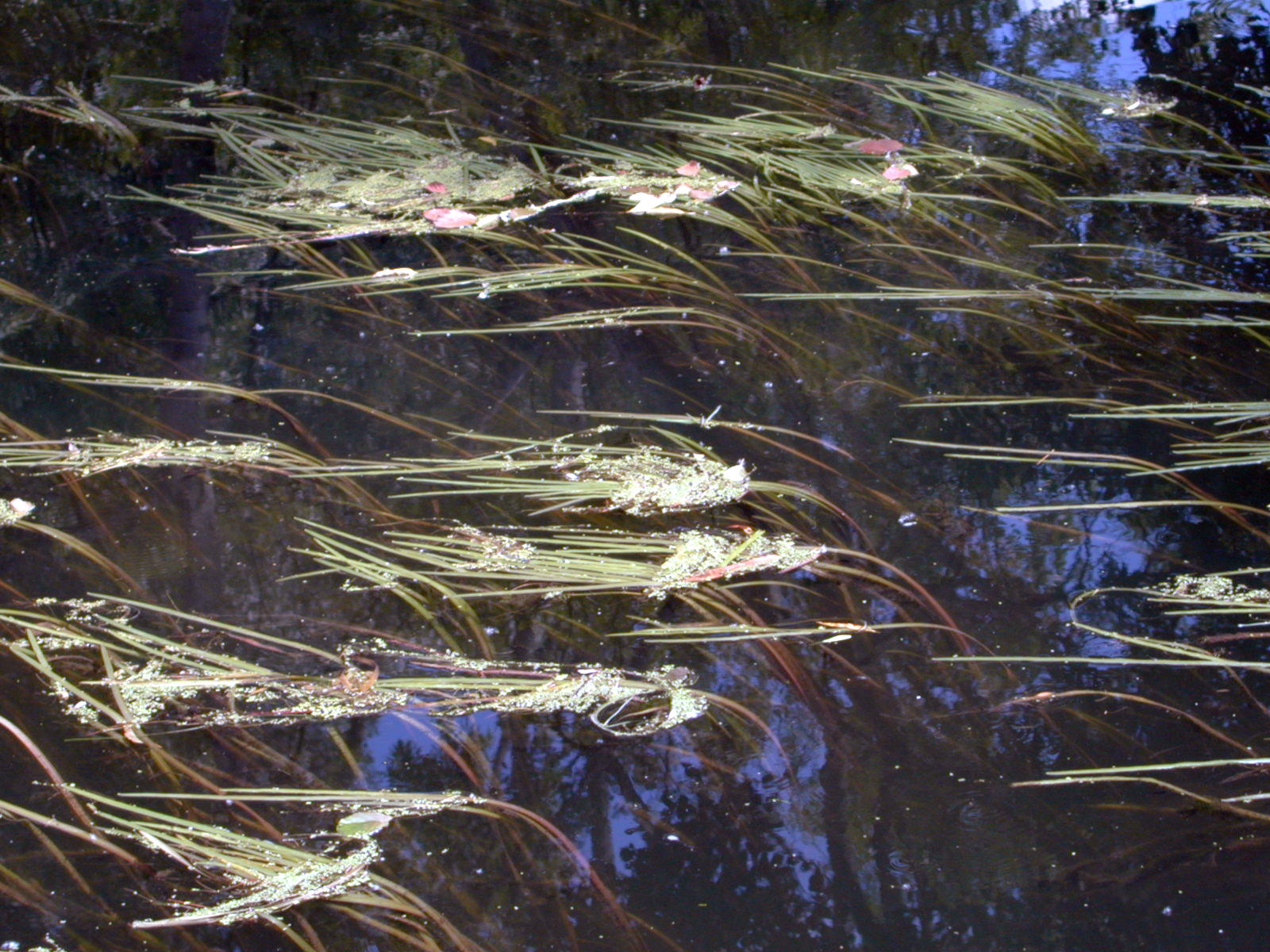 Wallpapers Nature Water - Reflection Reflets