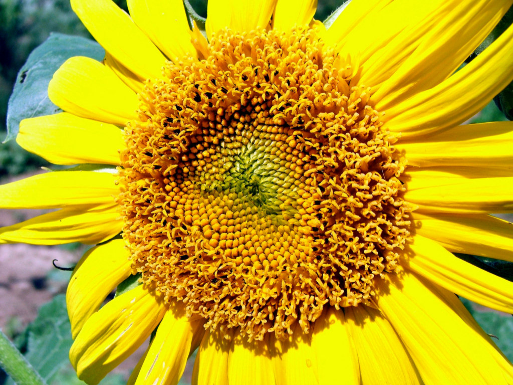 Wallpapers Nature Flowers Tournesol....