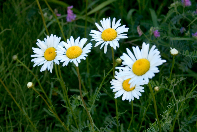 Fonds d'cran Nature Fleurs Petites margerites au passage.