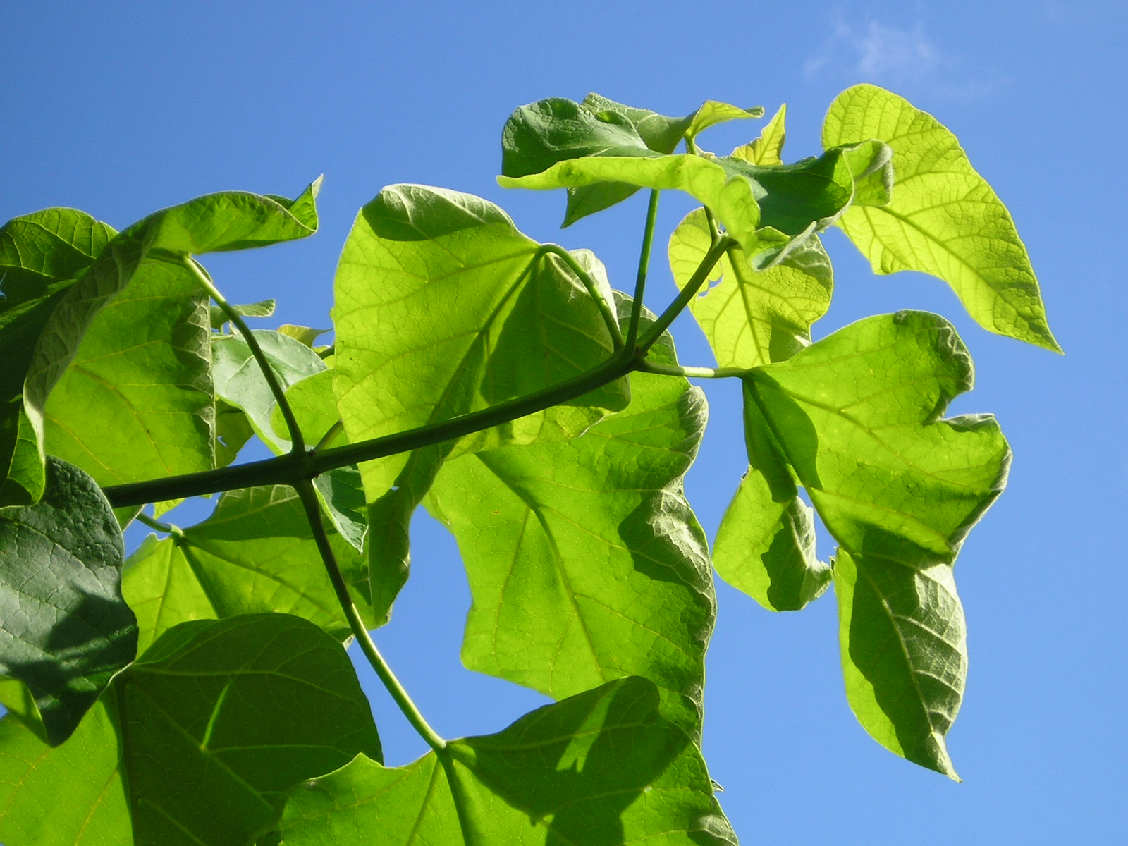 Wallpapers Nature Leaves - Foliage catalpa in the sky!!