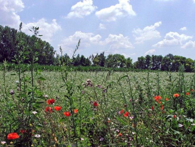 Fonds d'cran Nature Fleurs Paysage champtre