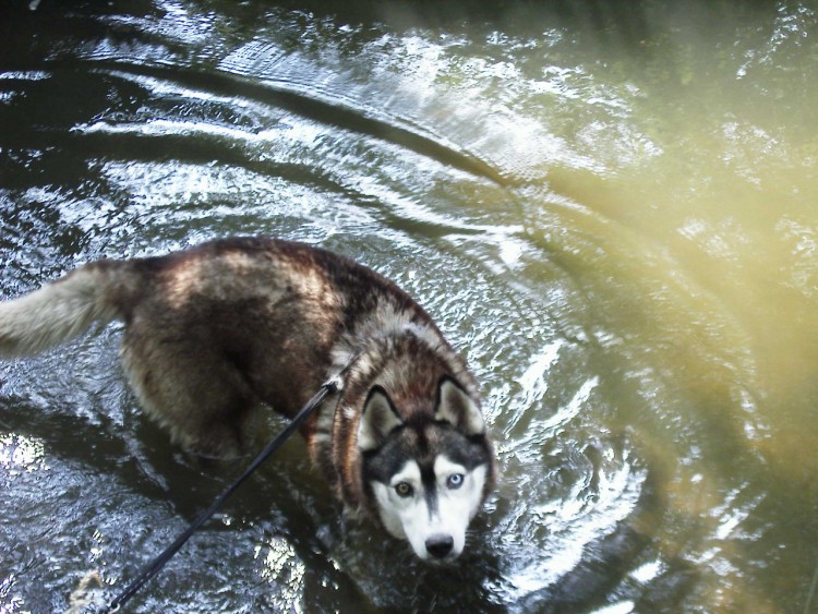 Fonds d'cran Animaux Chiens Joy