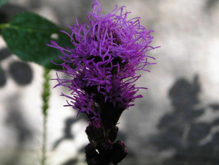 Wallpapers Nature Flowers lyatris