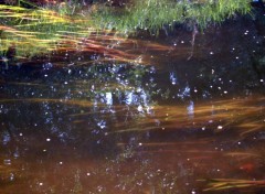 Fonds d'cran Nature Reflets