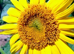 Wallpapers Nature Tournesol....