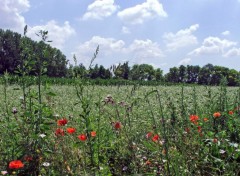 Fonds d'cran Nature Paysage champtre