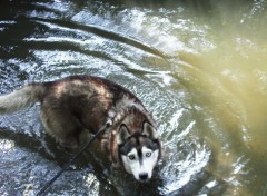 Fonds d'cran Animaux Joy